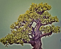 Tree_6